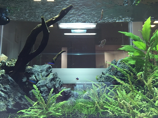 Ko様 病院（緩和ケア科）